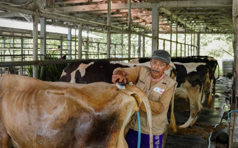 Sarihusada lakukan pengembangan peternak lokal gaungkan manfaat susu
